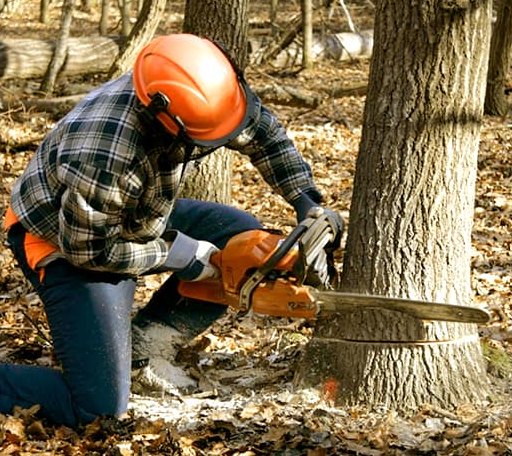 Tree Removal in Hamilton, IN